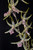 Arthurara Sea Snake 'Unforgettable'