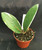 Hoya acuta Variegated