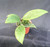 Hoya wibergiae