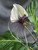 Tacca integrifolia,  The White Bat Flower