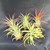 Tillandsia ionantha, Five Plants