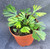 Eyelash Fern, Actiniopteris sp.