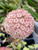 Hoya parasitica 'Pink'