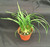 Beaucarnea recurvata  (Clump)