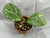 Hoya Joel  (H. obovata X H. carnosa)