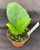 Hoya Frahns