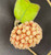 Hoya Svetlana