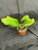 Hoya Svetlana
