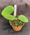 Hoya BP 01