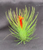 Tillandsia andreana