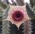 Huernia zebrina