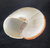 Ryssota ovum,  Muffin Snail Shell
