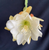 Epiphyllum Yellow & White