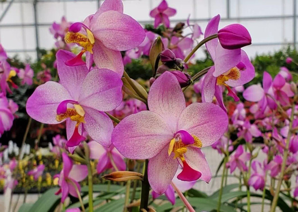 Spathoglottis Harmony