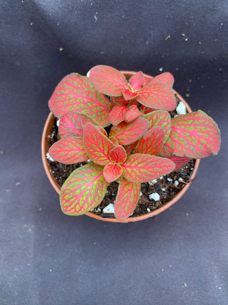 Fittonia Red Flame