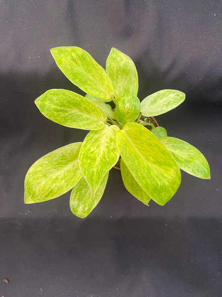 Philodendron Painted Lady