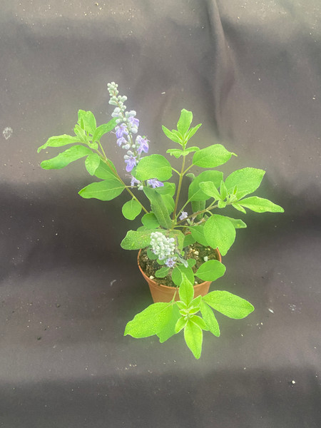 Vitex agnus-castus,  The Lilac Chaste Tree