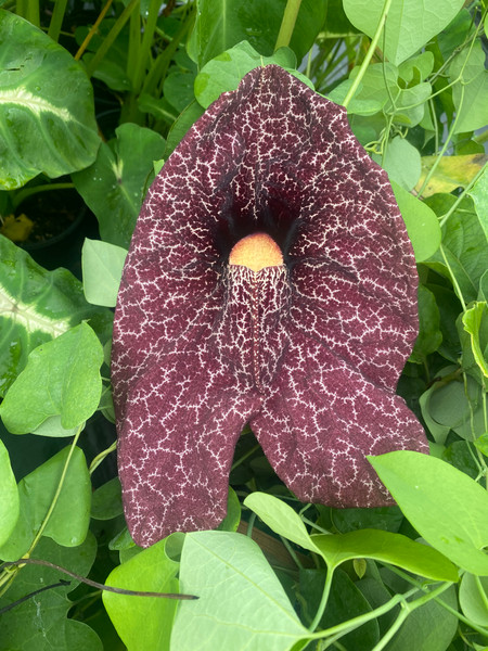 Aristolochia littoralis