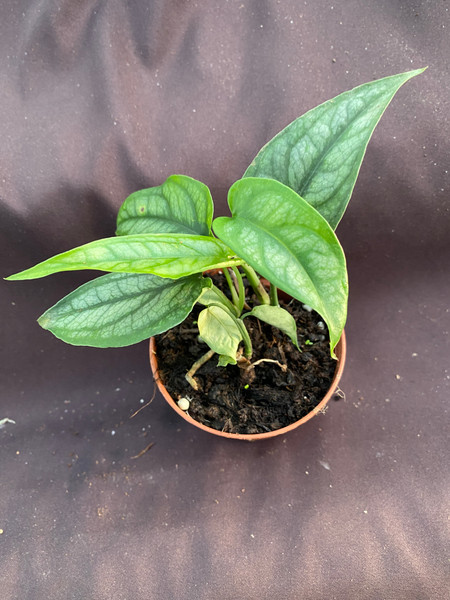 Monstera siltepecana