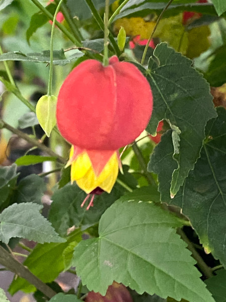 Abutilon megapotamicum