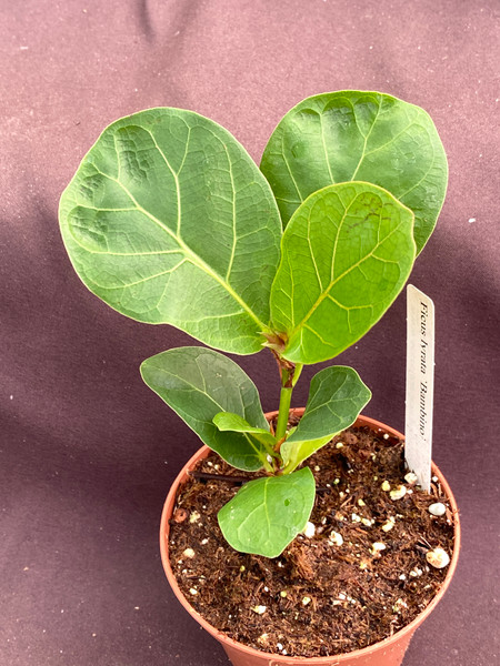 Ficus lyrata 'Bambino'