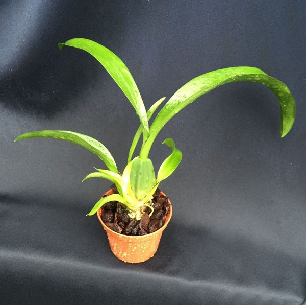 Oncidium Speckled Spire 'Whisp'