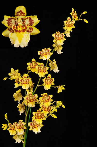 Nohacidium Parquet 'Uptown Girl'
