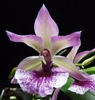 Zygonisia Cynosure 'Blue Birds'