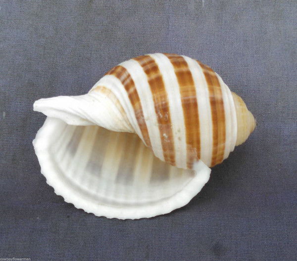 Tonna Sulcosa, Spotted Seashell