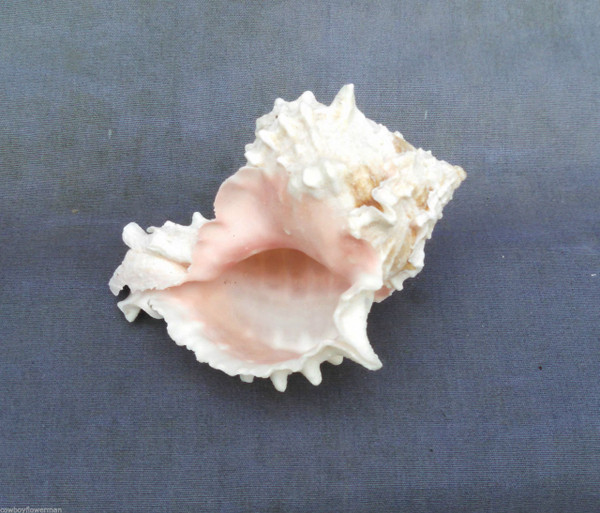 Pink Murex