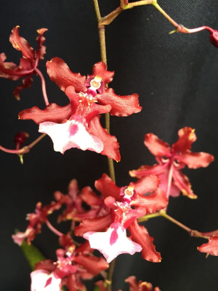 Oncidium Sharry Baby 'Sweet Fragrance'
