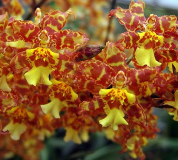Oncidium Pacific Passage 'Handsome'