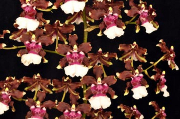 Oncidium Aka Baby 'Raspberry Chocolate' HCC/AOS