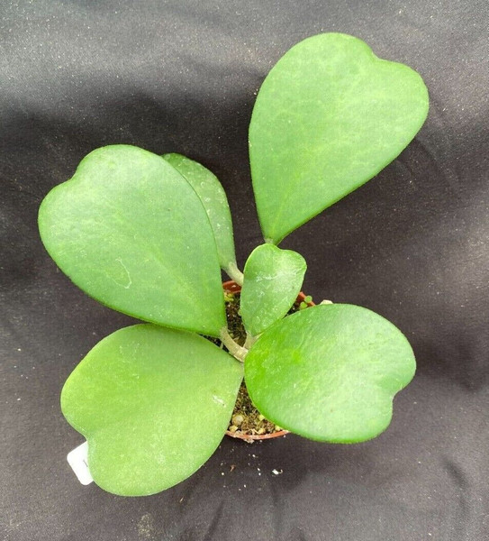 Hoya kerrii 