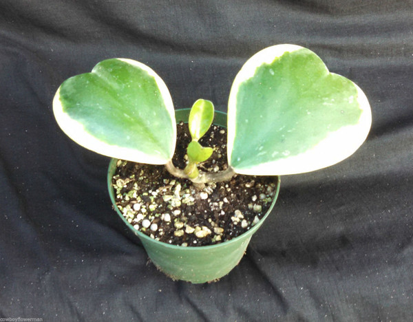 Hoya kerrii 'Albo-Marginata'