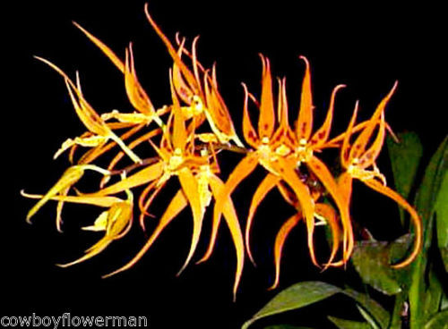Brassia Orange Delight 'Hilo Sunrise'