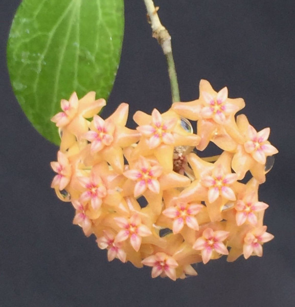Hoya fitchii
