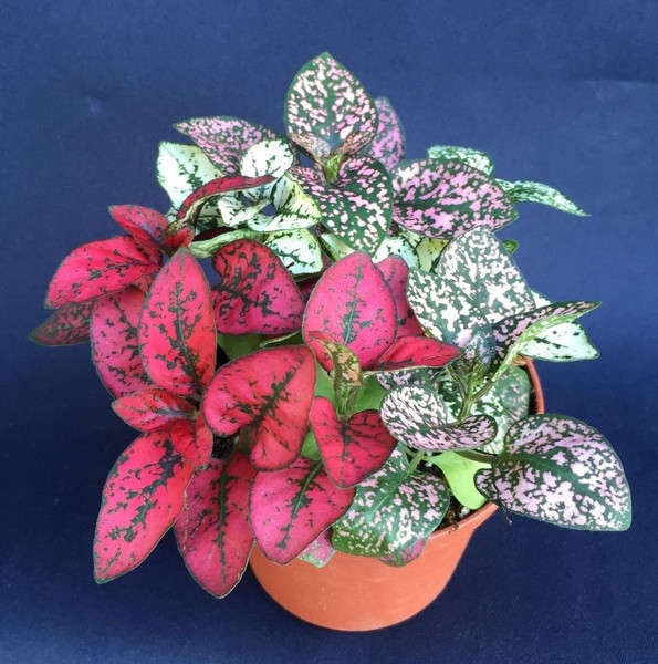 Polka Dot Plant, Hypoestes