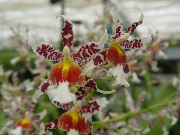 Oncidium Rex's Luck 'Firefly'