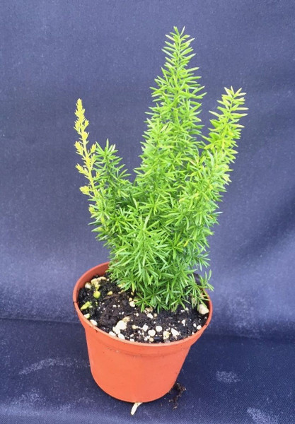 Asparagus meyeri, The Foxtail Fern