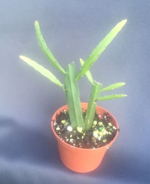 Rhipsalis rauhiorum 