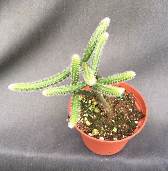 Rhipsalis baccifera ssp. horrida