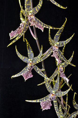 Arthurara Sea Snake 'Unforgettable'