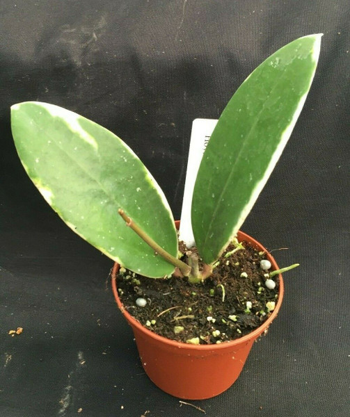 Hoya acuta Variegated