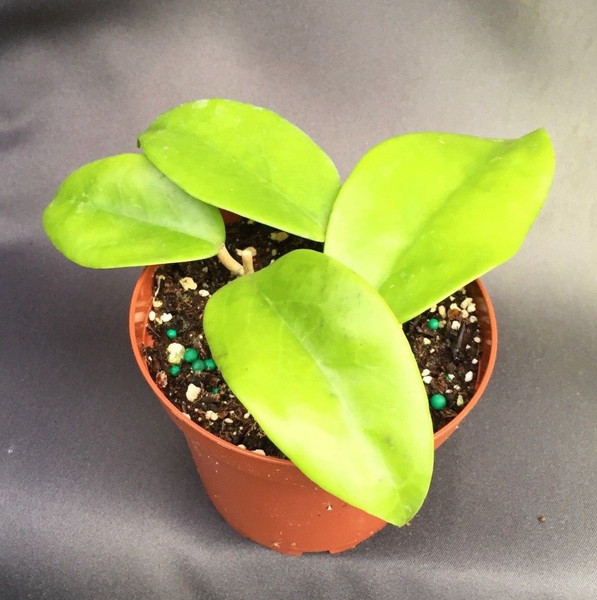 Hoya arnottiana