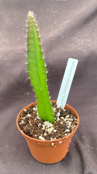 Yellow Dragon Fruit, Selenicereus megalanthus