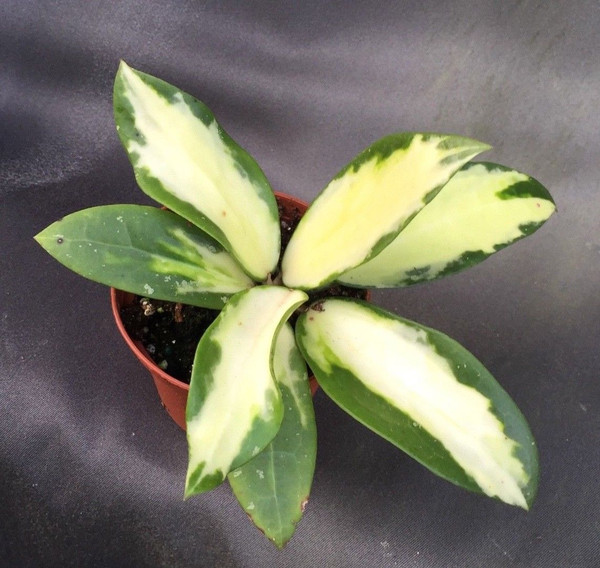 Hoya parasitica Variegated