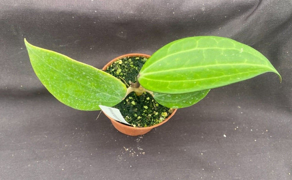 Hoya polystachya