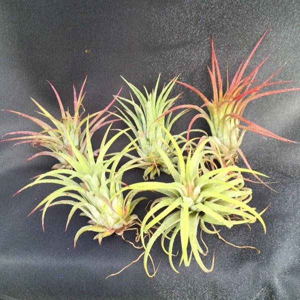 Tillandsia ionantha, Five Plants