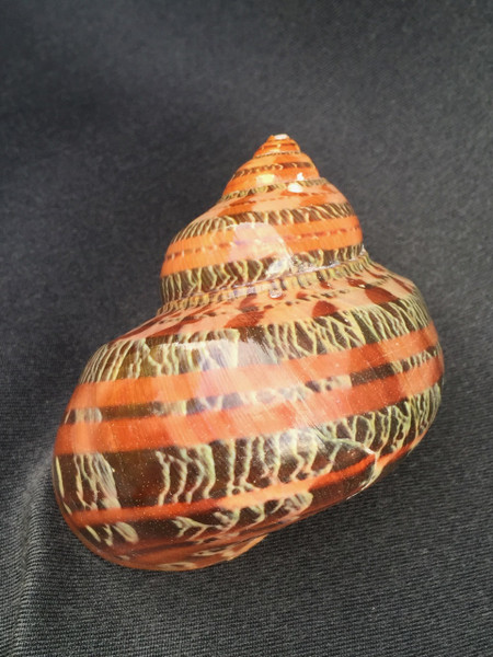 Snakeskin Turbo Sea Shell